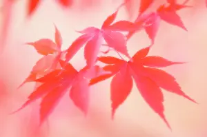 Palmatum: Japanese Maple