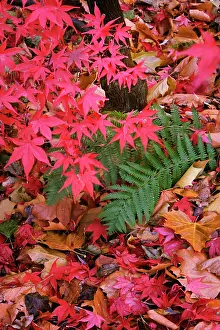 Palmatum: Japanese Maple