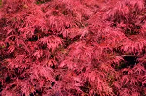 Palmatum: Japanese maple