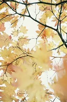 Japonicum: Japanese Maple