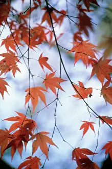 Palmatum: Japanese Maple