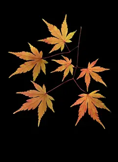 Ageing: Japanese Maple