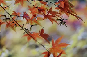 Vein: Japanese maple