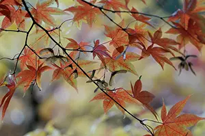 Vein: Japanese maple