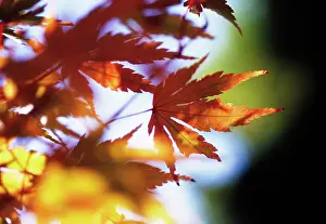 Maturing: Japanese Maple