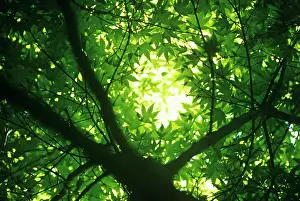 Mystery: Japanese Maple