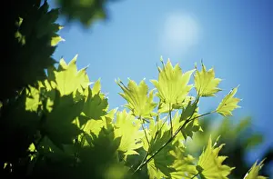 Japonicum: Japanese Maple