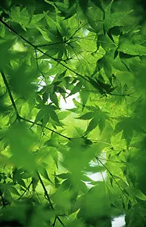 Layers: Japanese Maple