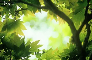Layers: Japanese Maple