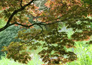 Palmatum: Japanese Maple