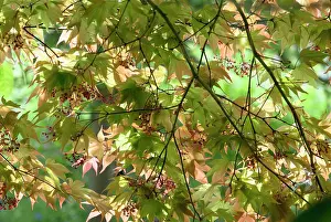 Away: Japanese Maple