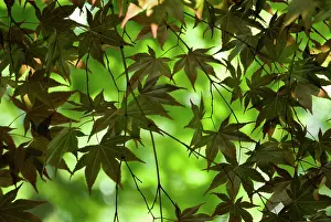 Layers: Japanese Maple