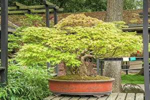 Maples: Japanese maple, Acer palmatum, Pavillon aux Bonsaus