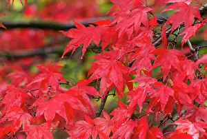 Acer: Japanese maple, Acer palmatum, Red subject