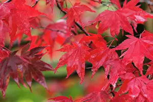 Acer: Japanese maple, Acer palmatum, Red subject