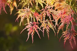 Acer: Japanese maple, Acer palmatum, Red subject