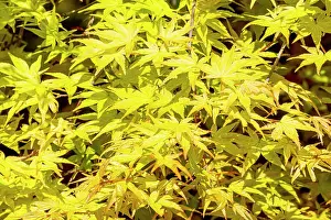 Maples: Japanese Maple (Acer palmatum) Shin Deshojo