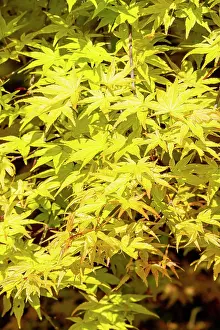 Maples: Japanese Maple (Acer palmatum) Shin Deshojo