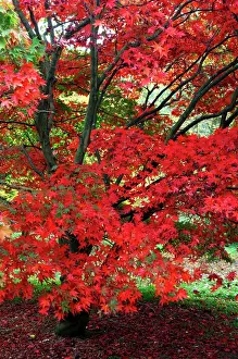 Maples: Japanese Maple - Autumn colour at Winkwort Arboretum