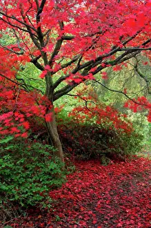 Maples: Japanese Maple - Autumn colour at Winkworth Arboretum