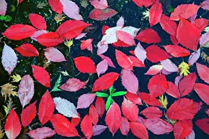 Maples: Japanese Maple - fallen leaves in garden pond in
