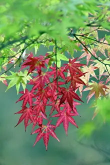 Maples: Japanese Maple leaves - autumn