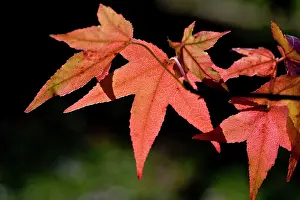 Maples: Japanese maple leaves against the light - surviving