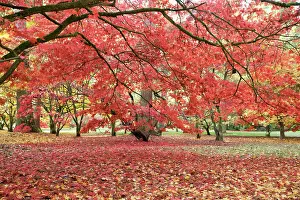 Maples: Japanese maple in red autumn colours