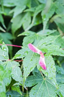 250417: Japanese Maple - Seed Pod, Norfolk UK