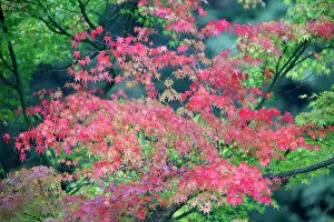 Maples: Japanese Maple Tree - autumn