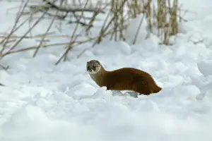 Martens: Japanese Marten