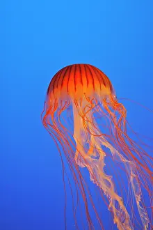 Chrysaora: Japanese / Pacific Sea Nettle / Jellyfish