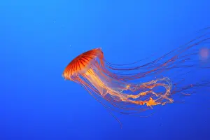 Chrysaora: Japanese / Pacific Sea Nettle / Jellyfish