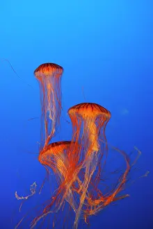 Chrysaora: Japanese / Pacific Sea Nettle / Jellyfish