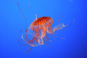 Chrysaora: Japanese / Pacific Sea Nettle / Jellyfish
