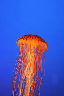 Chrysaora: Japanese / Pacific Sea Nettle / Jellyfish