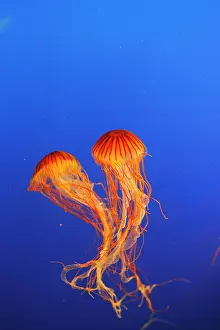 Chrysaora: Japanese / Pacific Sea Nettle / Jellyfish