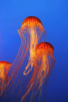 Chrysaora: Japanese / Pacific Sea Nettle / Jellyfish