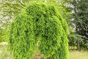 Broad: Japanese pagoda tree, Sophora japonica Pendula