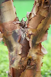Acer: Japanese paperbark maple, Acer griseum, Brown subject