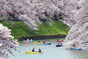Sakura: Japanese people enjoy the Cherry Blossom trees known as