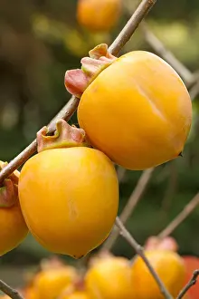 110219: Japanese persimmon (Diospyros kaki) Costata