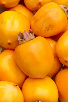 110219: Japanese persimmon (Diospyros kaki) Costata