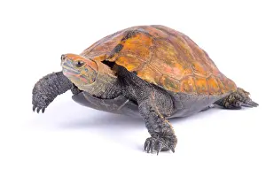 Anapsida: The Japanese pond turtle (Mauremys japonica) is
