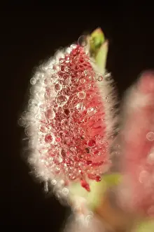 Pussy: Japanese Pussy Willow Catkin Mount Aso - Norfolk