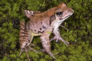Japonica: Japanese Ranid Frog