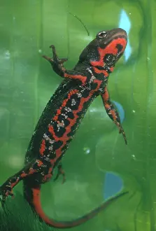 Salamandridae: Japanese Red-bellied Newt