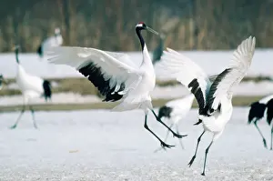 Manchurian: Japanese / Red-Crowned / Manchurian CRANE - DISPLAYING