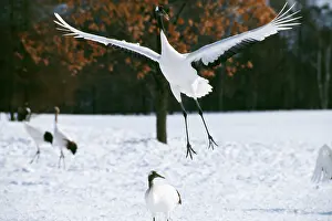 Cranes: Japanese / Red-Crowned / Manchurian CRANE - leaping