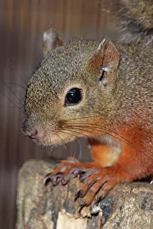 Japanese Red Squirrel